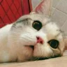 boop